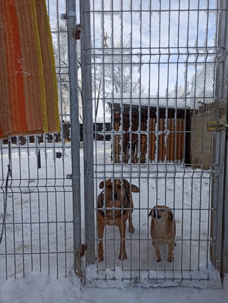Bezdomne psy pod opieką Fundacji 'Człowiek dla Zwierząt